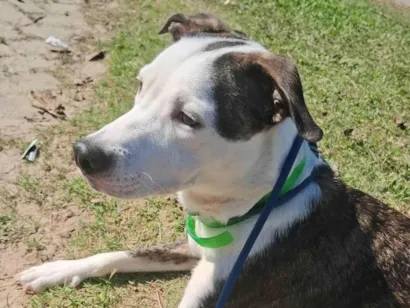 Cachorro raça SRD-ViraLata idade 2 a 6 meses nome Leona 