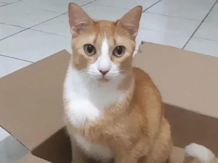 Gato ra a SRD-ViraLata idade 5 anos nome Nacho