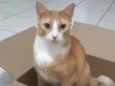 Nacho