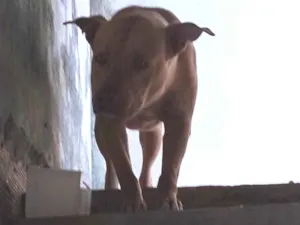 Cachorro raça Pit-Bull idade 2 anos nome Eros