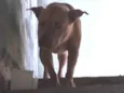 Eros