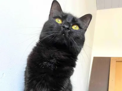 Gato raça SRD-ViraLata idade 1 ano nome Lua 