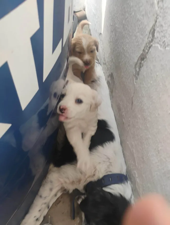 Cachorro ra a SRD-ViraLata idade Abaixo de 2 meses nome Jully