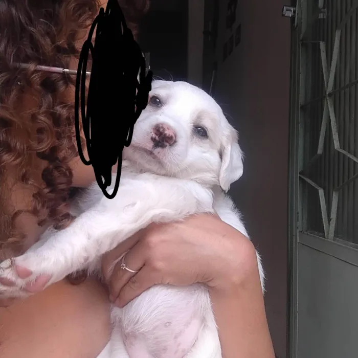 Cachorro ra a SRD-ViraLata idade Abaixo de 2 meses nome Jully