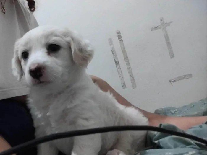 Cachorro ra a SRD-ViraLata idade Abaixo de 2 meses nome Jully