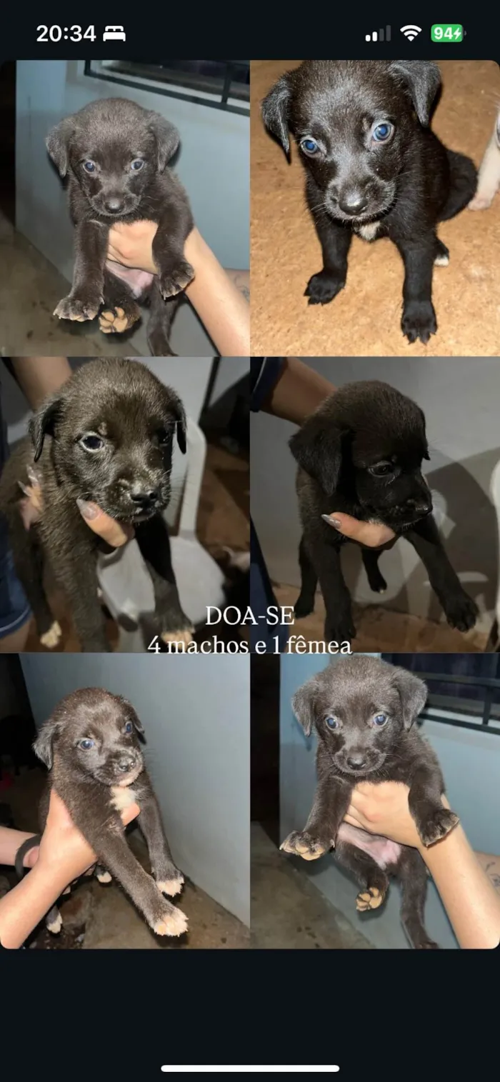 Cachorro ra a SRD-ViraLata idade Abaixo de 2 meses nome Maria Eduarda 