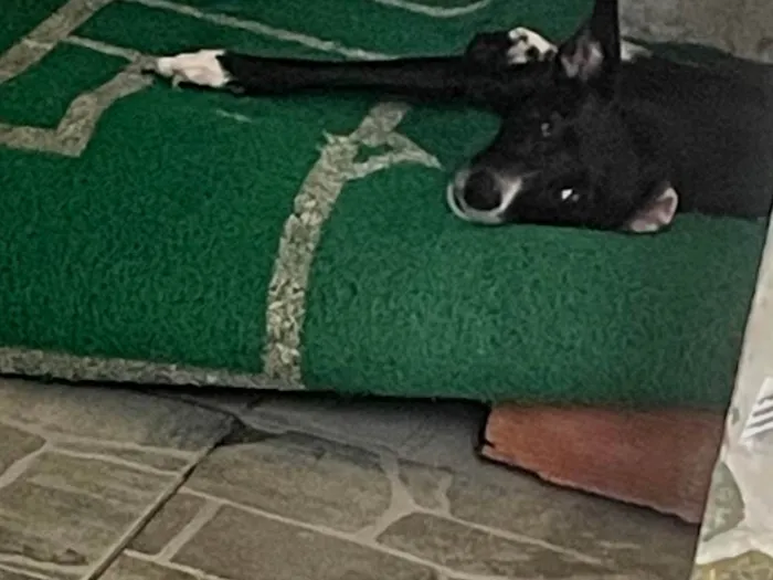 Cachorro ra a SRD-ViraLata idade 3 anos nome Kiara