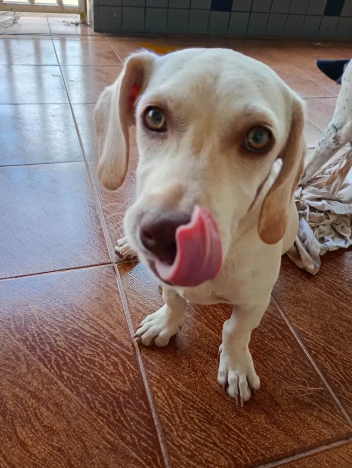 Cachorro ra a Pequinês idade 2 a 6 meses nome Pipoka