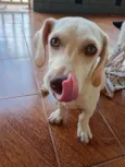 Pipoka
