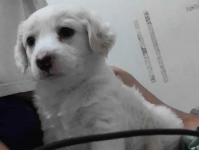 Cachorro raça SRD-ViraLata idade Abaixo de 2 meses nome Jully