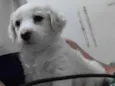 Jully