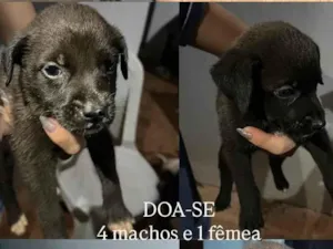 Cachorro raça SRD-ViraLata idade Abaixo de 2 meses nome Maria Eduarda 