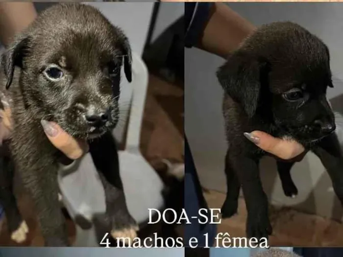Cachorro ra a SRD-ViraLata idade Abaixo de 2 meses nome Maria Eduarda 