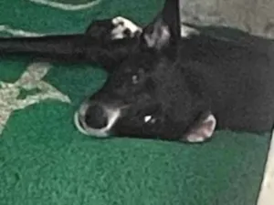 Cachorro raça SRD-ViraLata idade 3 anos nome Kiara