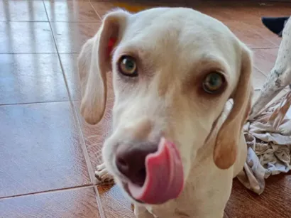 Cachorro raça Pequinês idade 2 a 6 meses nome Pipoka