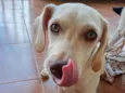 Pipoka