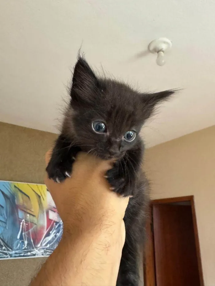 Gato ra a SRD-ViraLata idade Abaixo de 2 meses nome Pretinha