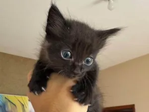 Gato raça SRD-ViraLata idade Abaixo de 2 meses nome Pretinha