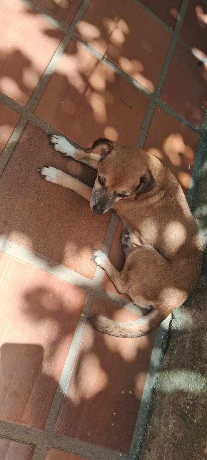Cachorro ra a SRD-ViraLata idade 6 ou mais anos nome Joana 