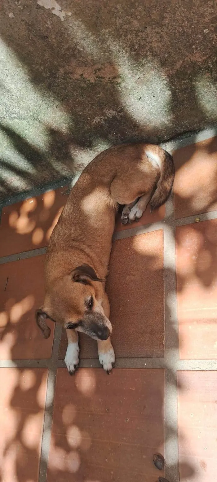 Cachorro ra a SRD-ViraLata idade 6 ou mais anos nome Joana 