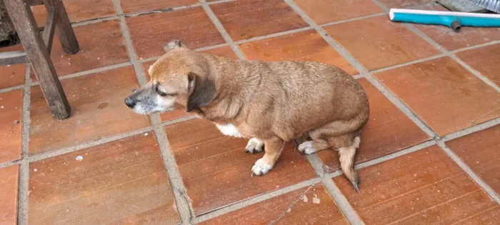 Cachorro ra a SRD-ViraLata idade 6 ou mais anos nome Joana 