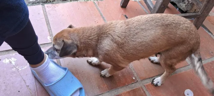 Cachorro ra a SRD-ViraLata idade 6 ou mais anos nome Joana 