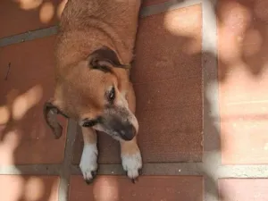 Cachorro raça SRD-ViraLata idade 6 ou mais anos nome Joana 