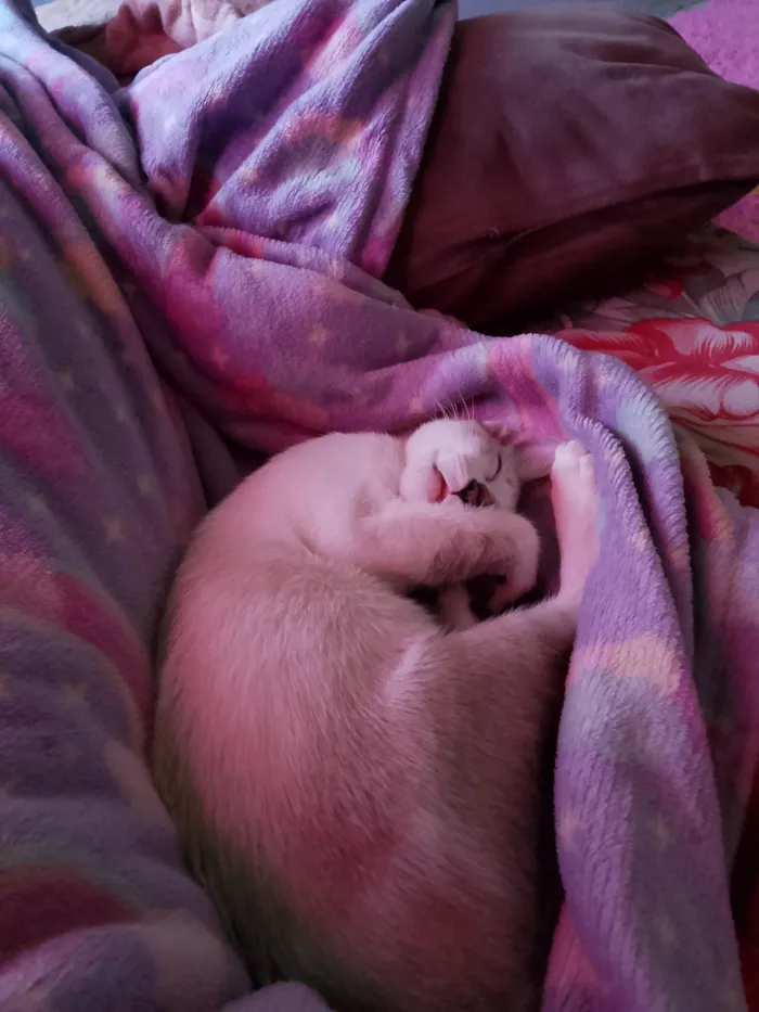 Gato ra a SRD-ViraLata idade 2 a 6 meses nome Theo 