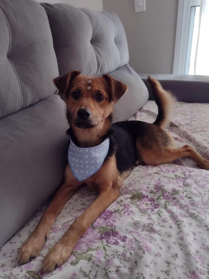 Cachorro ra a SRD-ViraLata idade 4 anos nome Nina