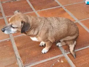 Cachorro raça SRD-ViraLata idade 6 ou mais anos nome Joana 