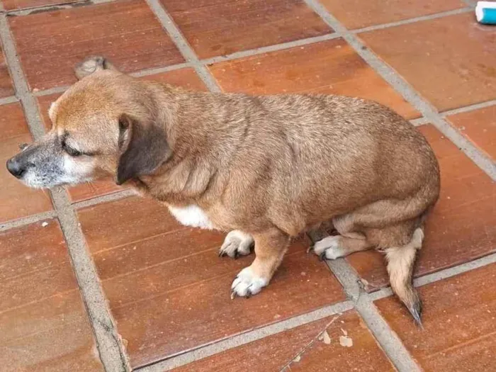 Cachorro ra a SRD-ViraLata idade 6 ou mais anos nome Joana 