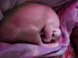 Gato raça SRD-ViraLata idade 2 a 6 meses nome Theo 