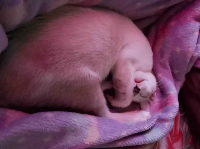 Gato raça SRD-ViraLata idade 2 a 6 meses nome Theo 
