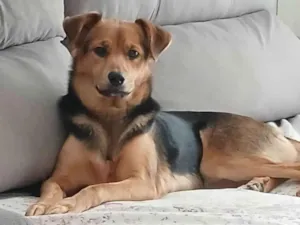 Cachorro raça SRD-ViraLata idade 4 anos nome Nina