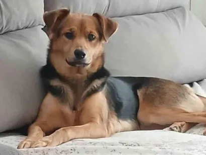 Cachorro raça SRD-ViraLata idade 4 anos nome Nina