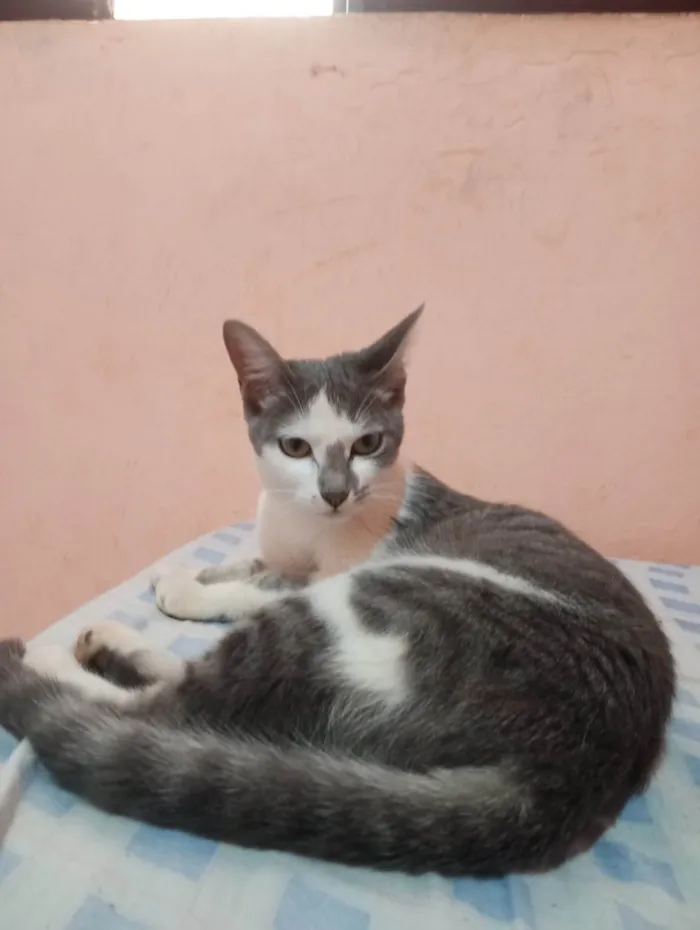 Gato ra a American Shorthair idade 7 a 11 meses nome Lua