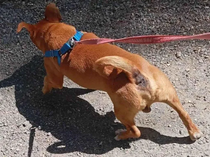 Cachorro ra a SRD-ViraLata idade 6 ou mais anos nome Bill