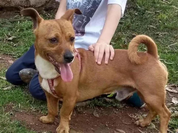 Cachorro ra a SRD-ViraLata idade 6 ou mais anos nome Bill