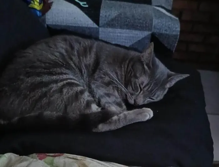Gato ra a SRD-ViraLata idade 2 anos nome Luna