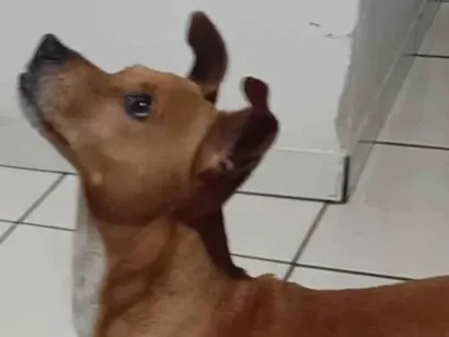 Cachorro raça SRD-ViraLata idade 6 ou mais anos nome Bill