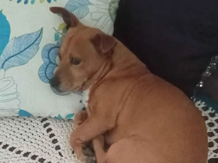 Cachorro ra a SRD-ViraLata idade 6 ou mais anos nome Bill