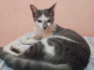 Gato raça American Shorthair idade 7 a 11 meses nome Lua