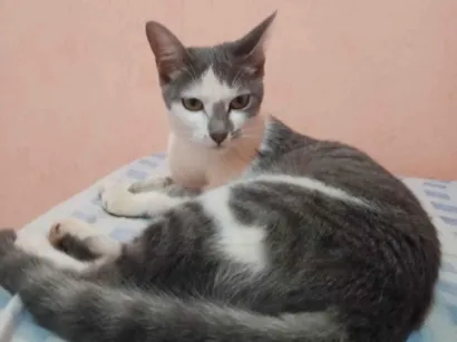 Gato raça American Shorthair idade 7 a 11 meses nome Lua