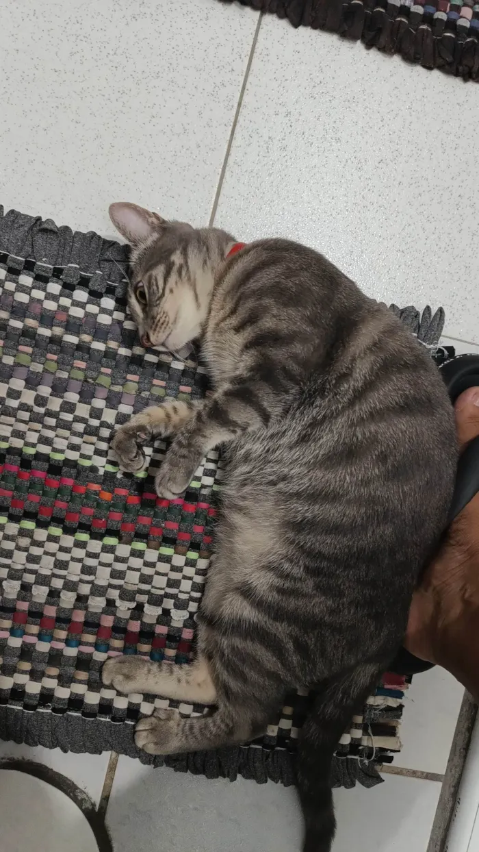 Gato ra a SRD-ViraLata idade 2 anos nome Luna