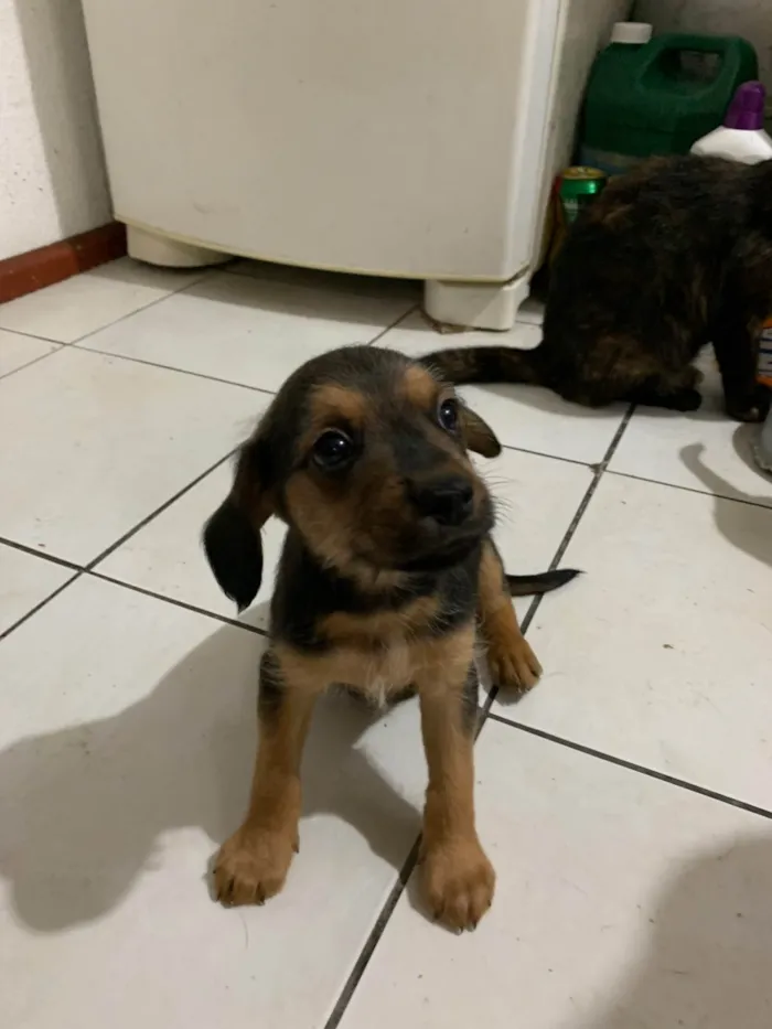 Cachorro ra a SRD-ViraLata idade Abaixo de 2 meses nome Sem nomes