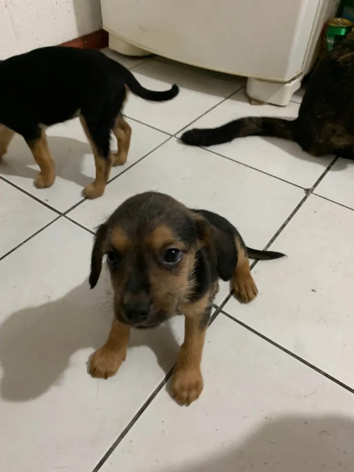 Cachorro ra a SRD-ViraLata idade Abaixo de 2 meses nome Sem nomes