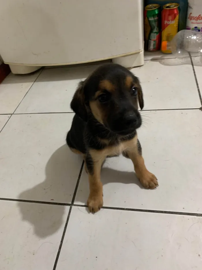 Cachorro ra a SRD-ViraLata idade Abaixo de 2 meses nome Sem nomes