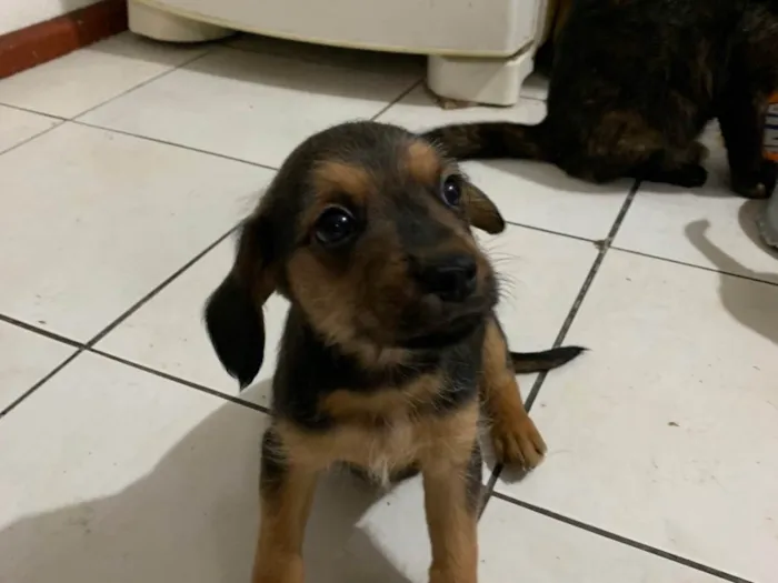Cachorro ra a SRD-ViraLata idade Abaixo de 2 meses nome Sem nomes