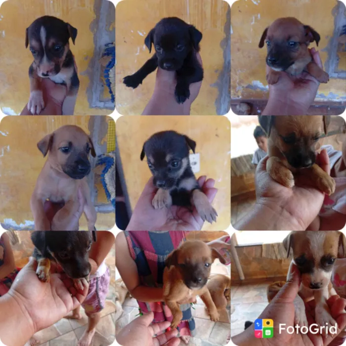 Cachorro ra a SRD-ViraLata idade 2 a 6 meses nome Stefanekaroline 