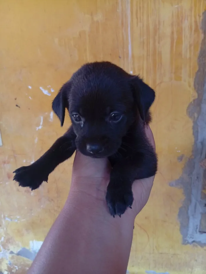 Cachorro ra a SRD-ViraLata idade 2 a 6 meses nome Stefanekaroline 